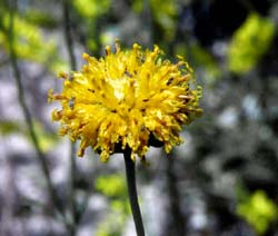 Thelesperma flowerhead