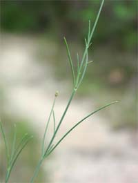 Thin stalks and leaves.