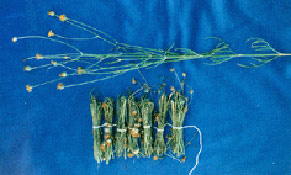 Bundles of leaves, stems, and flowers