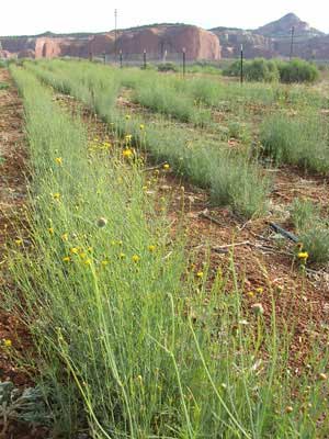 Cultivation plot at 