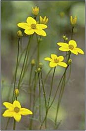 Bidens ferulifolia; found in New Mexico, Arizona, and northern Mexico; it has similar thin leaves and yellow flowers as seen in Thelesperma.