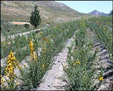 Rows of honeybush in cultivation project