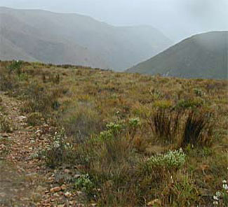 View of the Fynbos terrain.