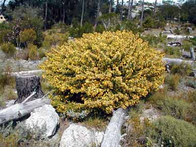 Full grown honeybush in flower