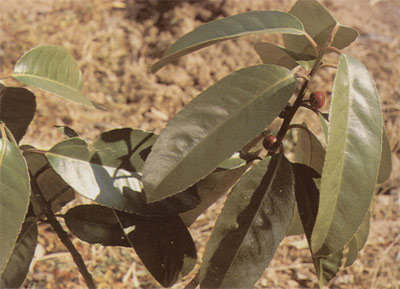 Xtremehorticulture Of The Desert Cause Of Ragged Looking Japanese