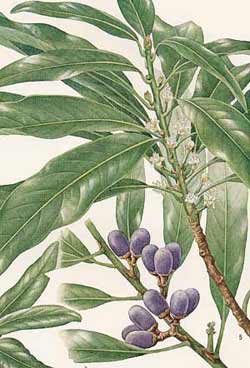 Actinodaphne longifolia