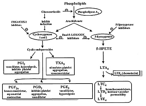 Steps in the biosynthesis of eicosanoids