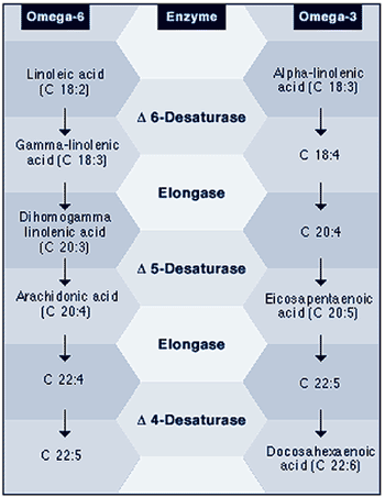 Enzyme action on dietary oils