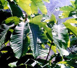 Magnolia