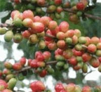 Coffee beans on the vine
