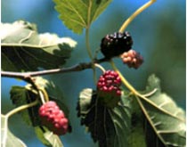 Mature morus fruits