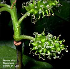 Fruits developing from a cluster of flowers
