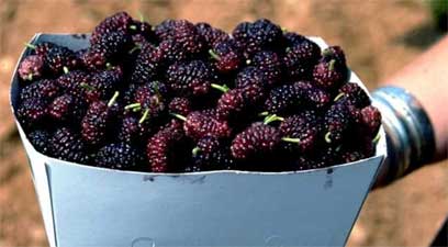 Basket of fresh mulberry