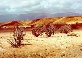 Frankincense in the Dhofar region of Oman
