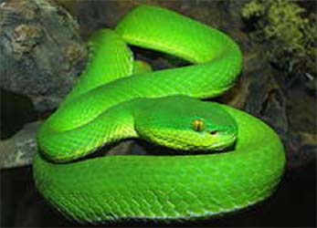 Trimeresurus albolaris