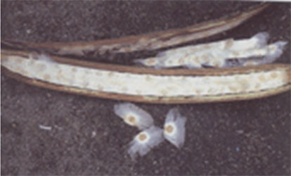 Oroxylum pod opened showing seeds