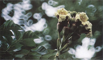 Oroxylum's 