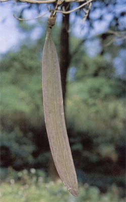 Oroxylum's seed pod hanging like the 