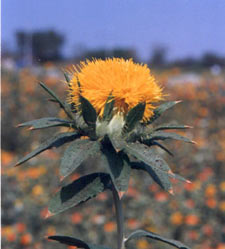 Early safflower bloom in yellow