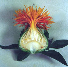 Interior view showing development of petal colors 