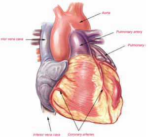 Modern depiction of the heart