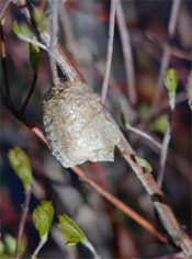 Mantis egg case