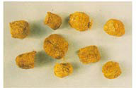 Tenodera sinensis egg case
