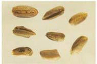 Hierodula patellifera egg case