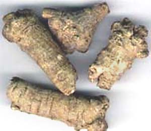 Salvia tubers