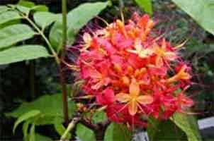 Flower of the Saraca tree.
