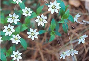 pseudostellaria