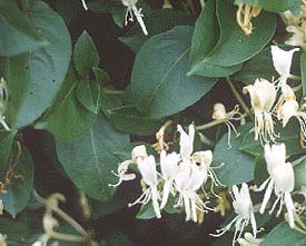 lonicera