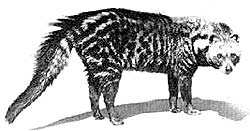A civet cat
