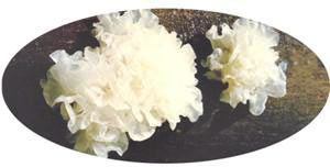 tremella fuciformis