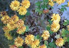 Chrysanthemum morifolium