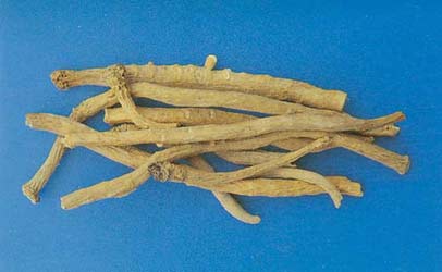 Isatis tinctoria; banlangen