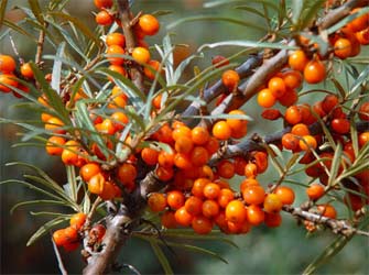 Sea Buckthorn on the vine.