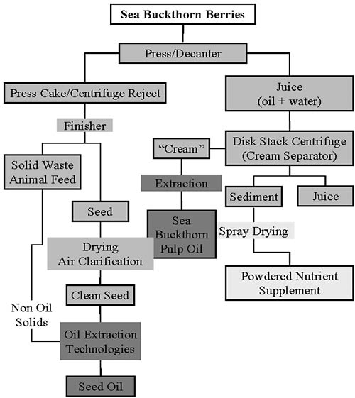 Processing method that can be used to separate useful components of sea buckthorn berries.