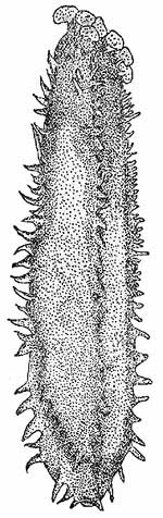 Drawing of Stichopus chloronotus