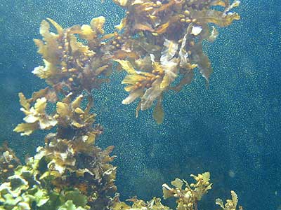 Sargassum