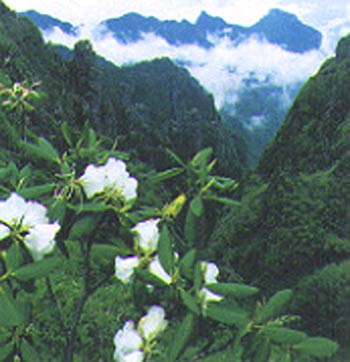 Shennong Jia