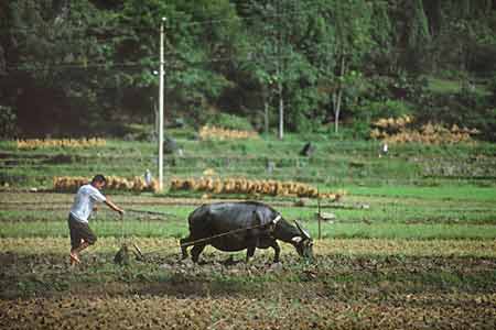 Ancient Chinese Plow