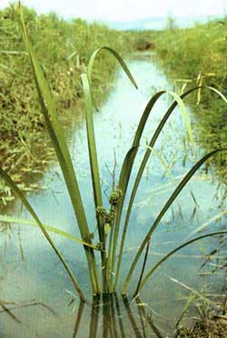 Sparganium growing in drenched field