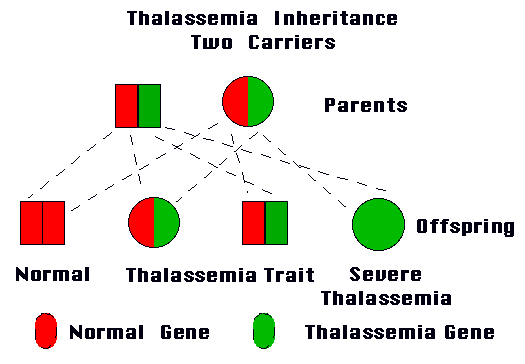 Illustration of the transference of the hemoglobin beta chain defect responsible for β-thalassemia