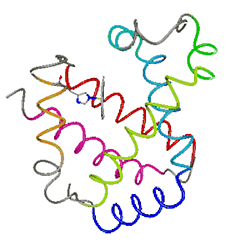 The hemoglobin beta chain