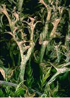 Iceland Moss, a lichen