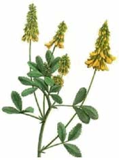 Sweet clover