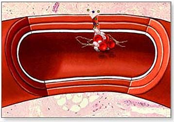 Clotting action