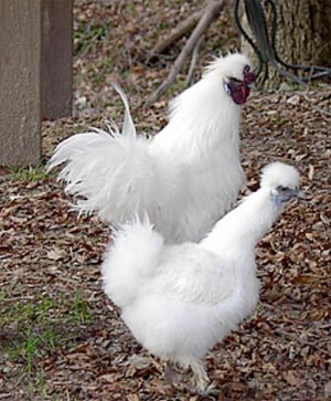 Silkie Bantams