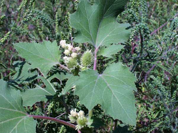 Young xanthium plant